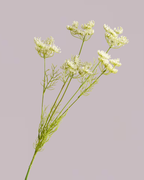 White Queen Annes Lace Spray