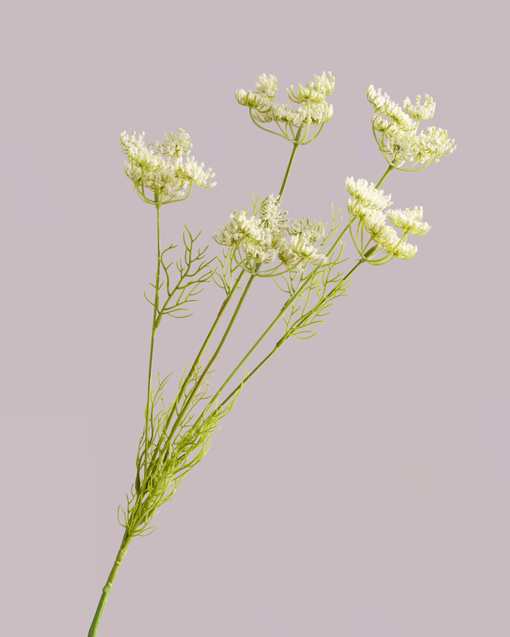 White Queen Annes Lace Spray