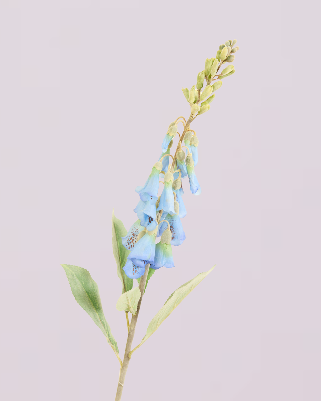 FOXGLOVE IN BLUE