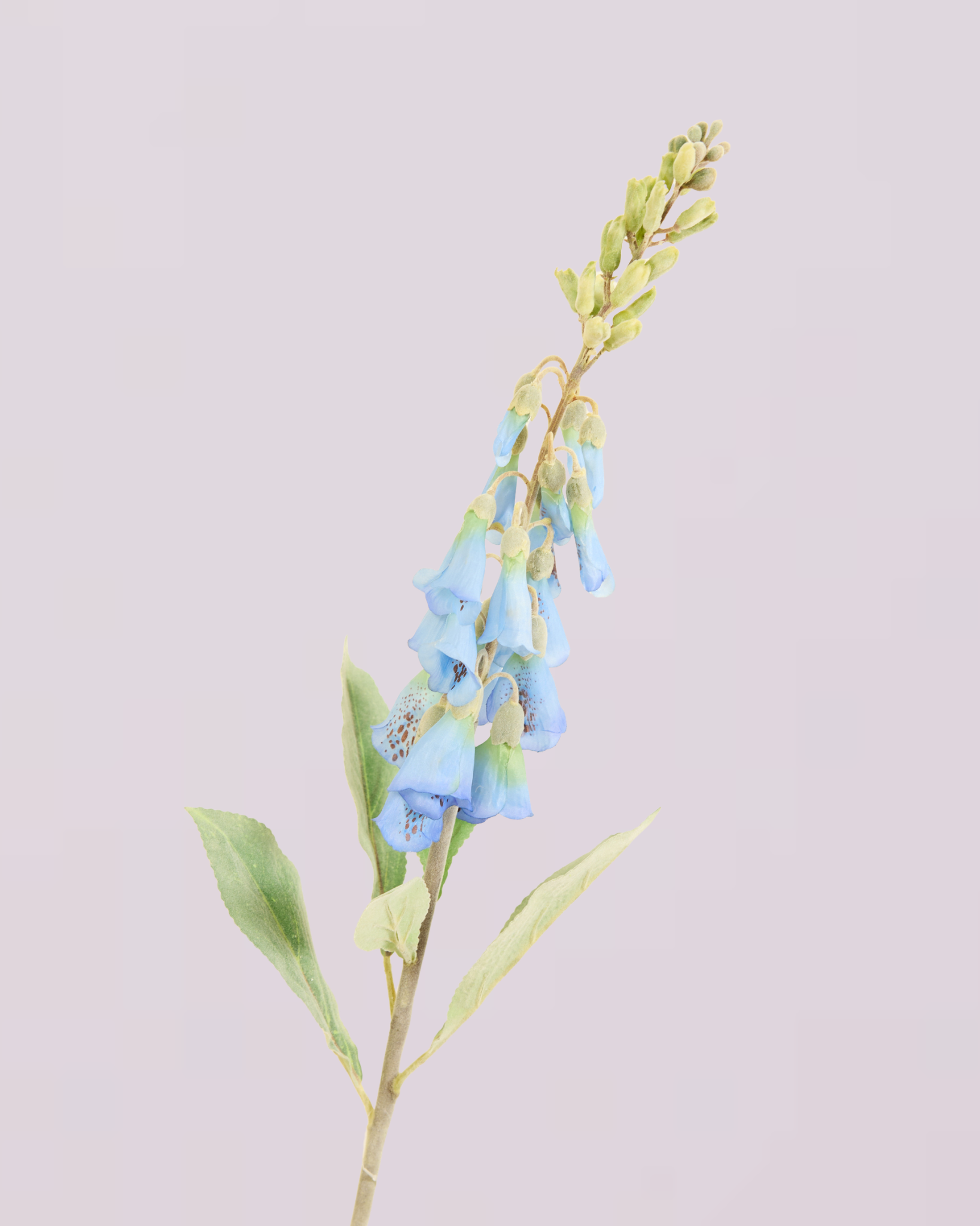 FOXGLOVE IN BLUE