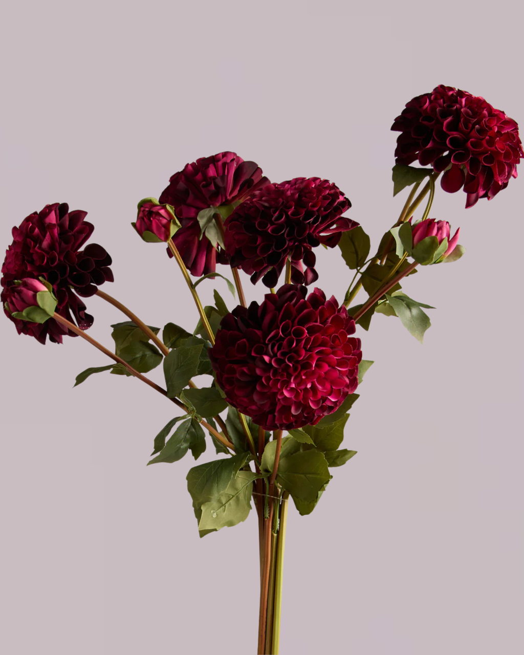 DAHLIA IN MAUVE (XL HEAD)