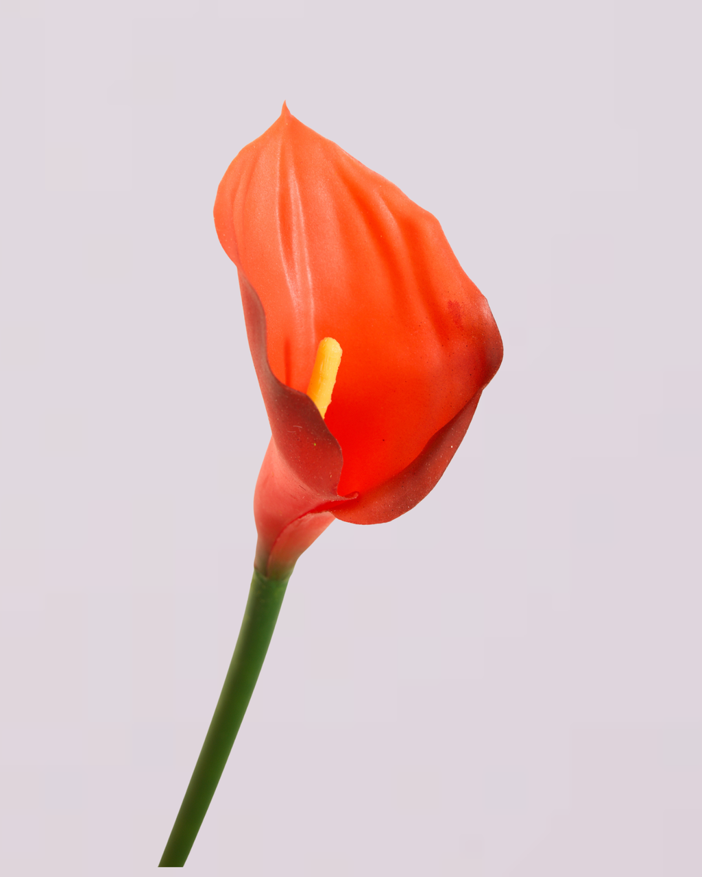 CALLA LILY IN RED