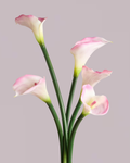 CALLA LILY IN DUSTY PINK (EXTRA LARGE)