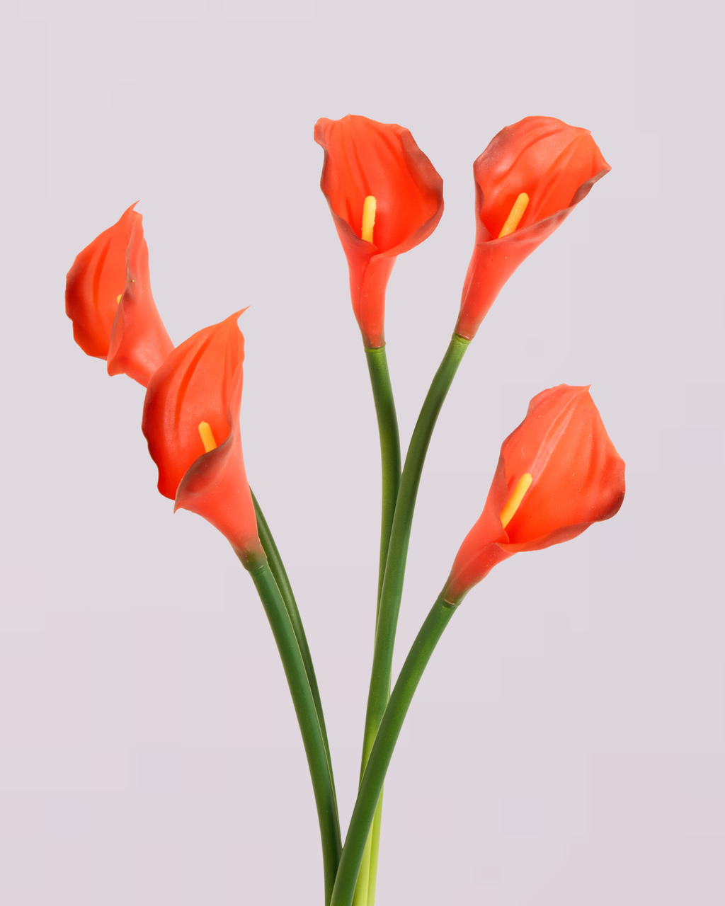 CALLA LILY IN RED