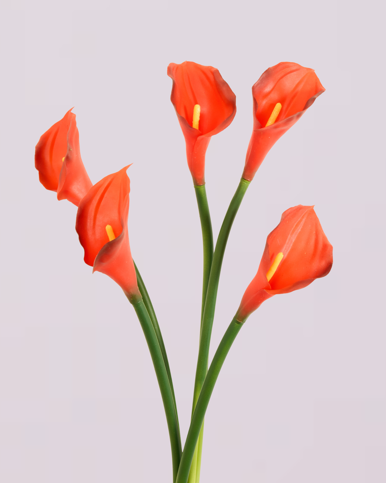 CALLA LILY IN RED