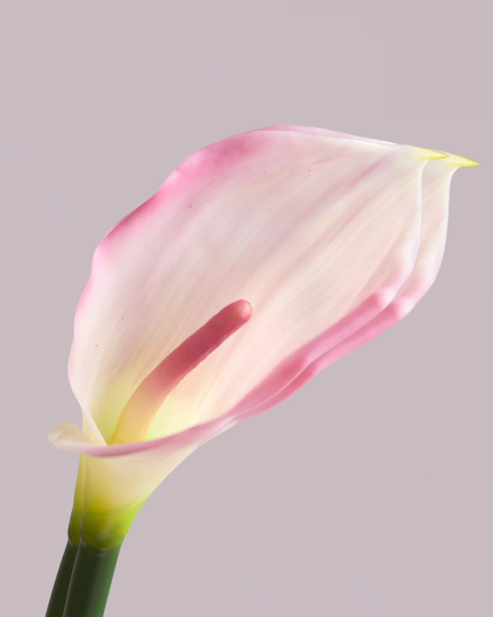 CALLA LILY IN DUSTY PINK (EXTRA LARGE)