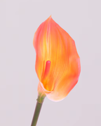 CALLA LILY IN ORANGE