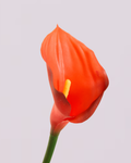 CALLA LILY IN RED