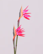 PINK BIRD OF PARADISE