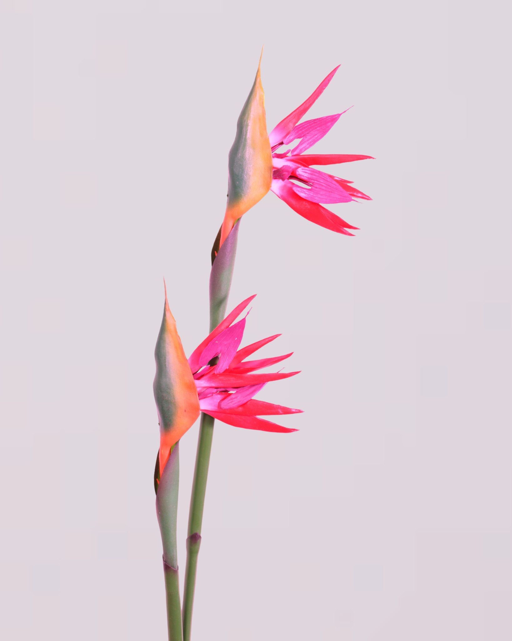 PINK BIRD OF PARADISE
