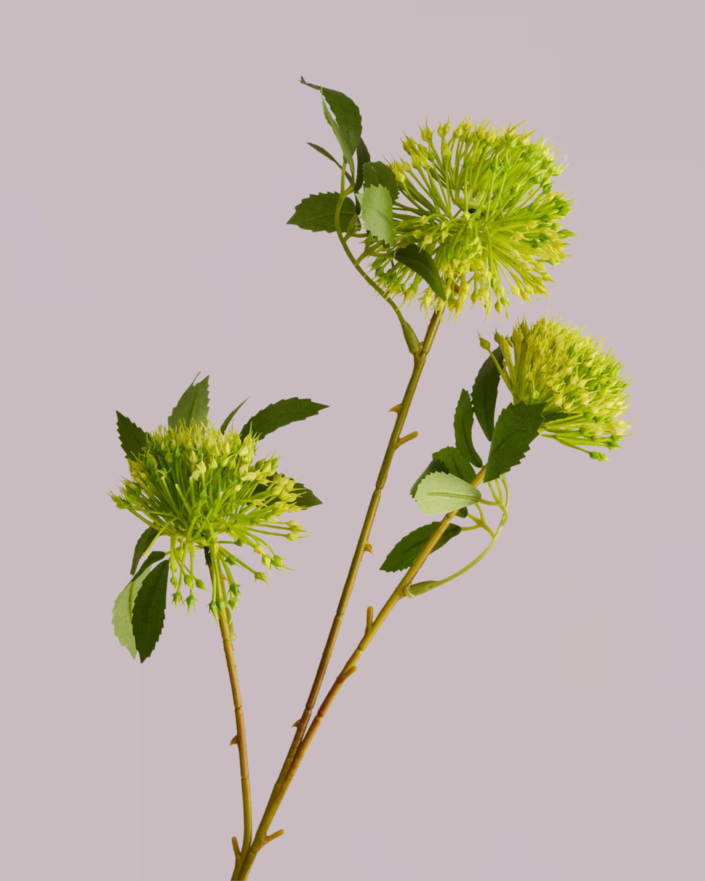 GREEN ALLIUM WITH THREE HEADS