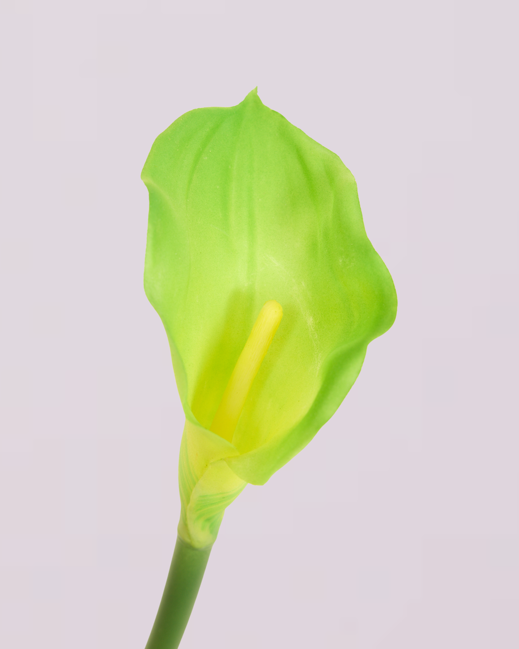 CALLA LILY IN GREEN