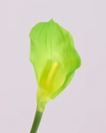 CALLA LILY IN GREEN