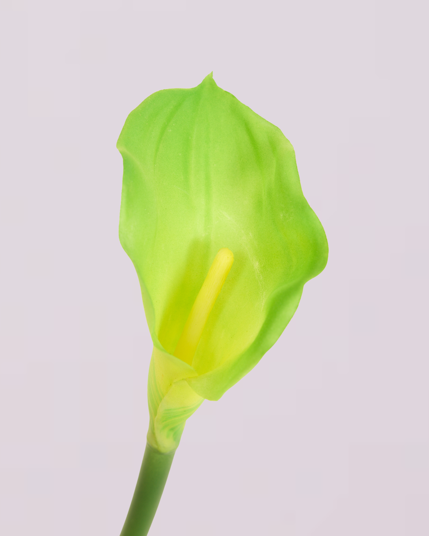 CALLA LILY IN GREEN