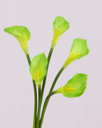 CALLA LILY IN GREEN