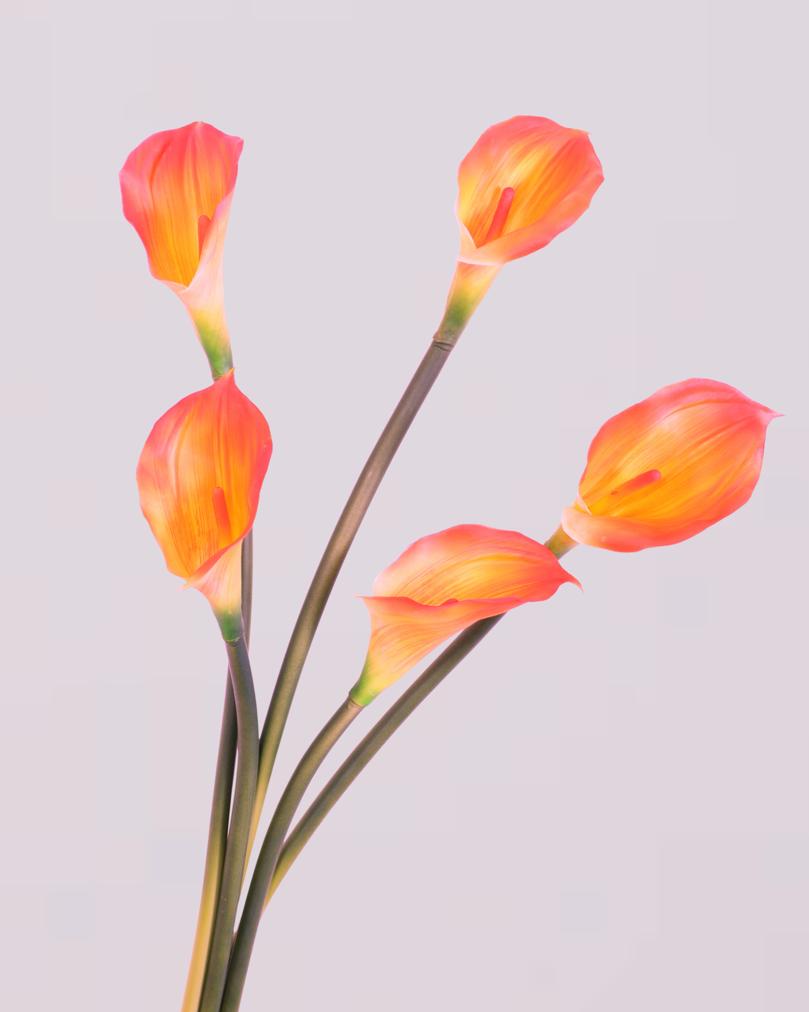 CALLA LILY IN ORANGE