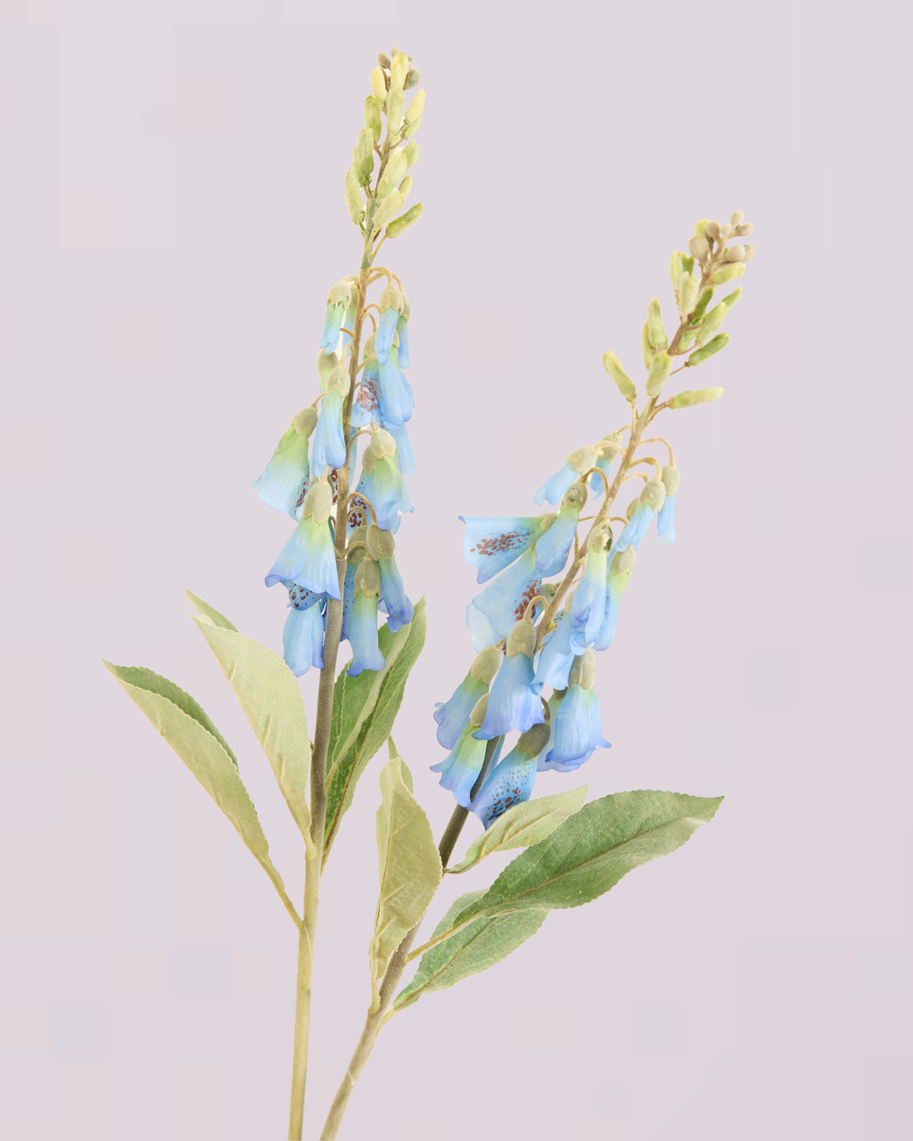 FOXGLOVE IN BLUE