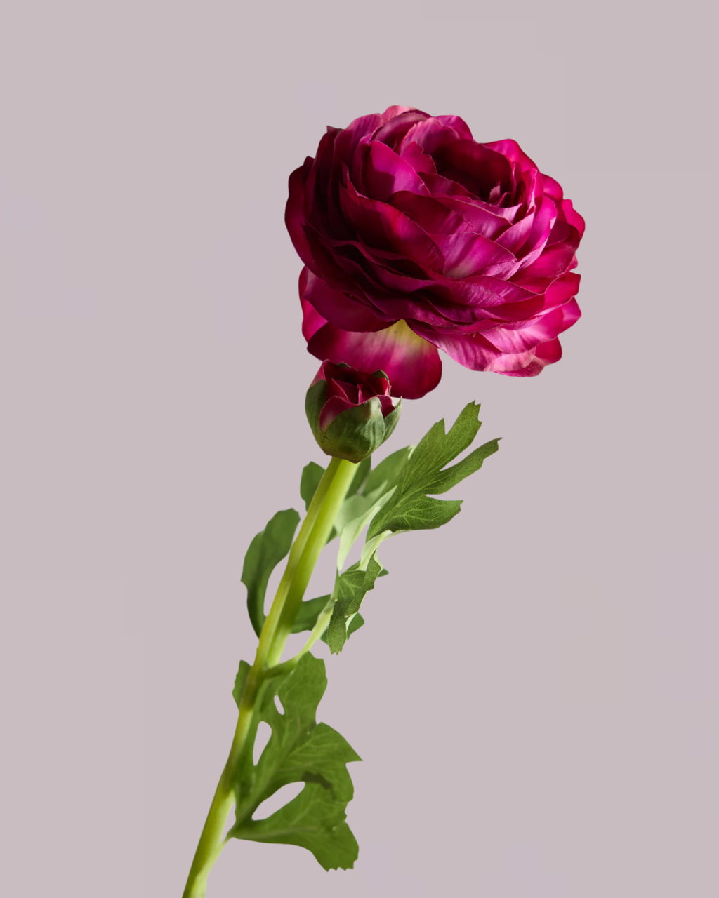 REAL TOUCH RANUNCULUS IN PURPLE