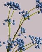 BERRY SPRAY IN BLUE