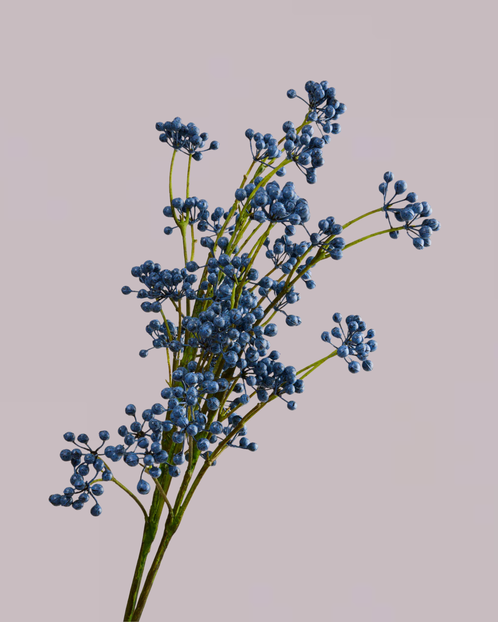 BERRY SPRAY IN BLUE