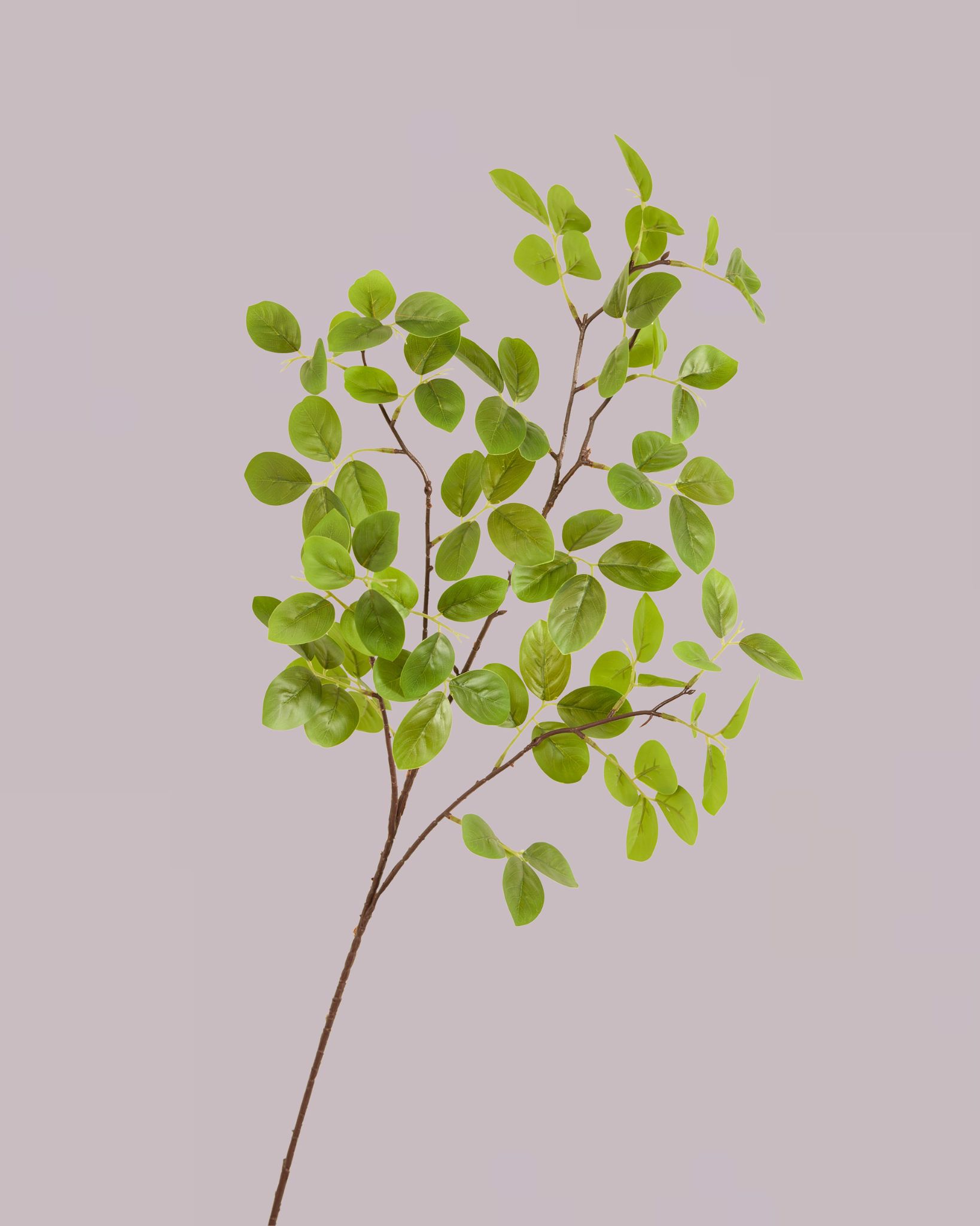 PENNY LEAF BRANCH