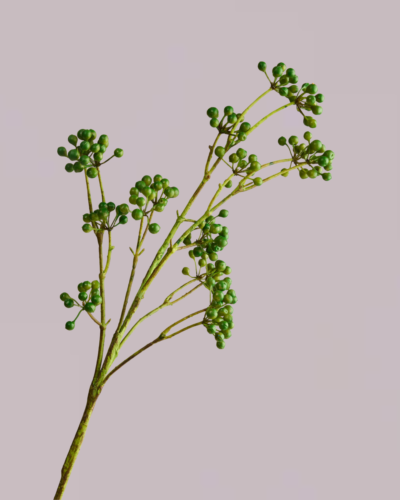 BERRY SPRAY IN GREEN