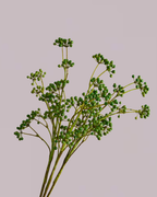 BERRY SPRAY IN GREEN