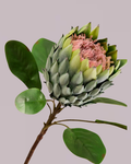 XL PROTEA