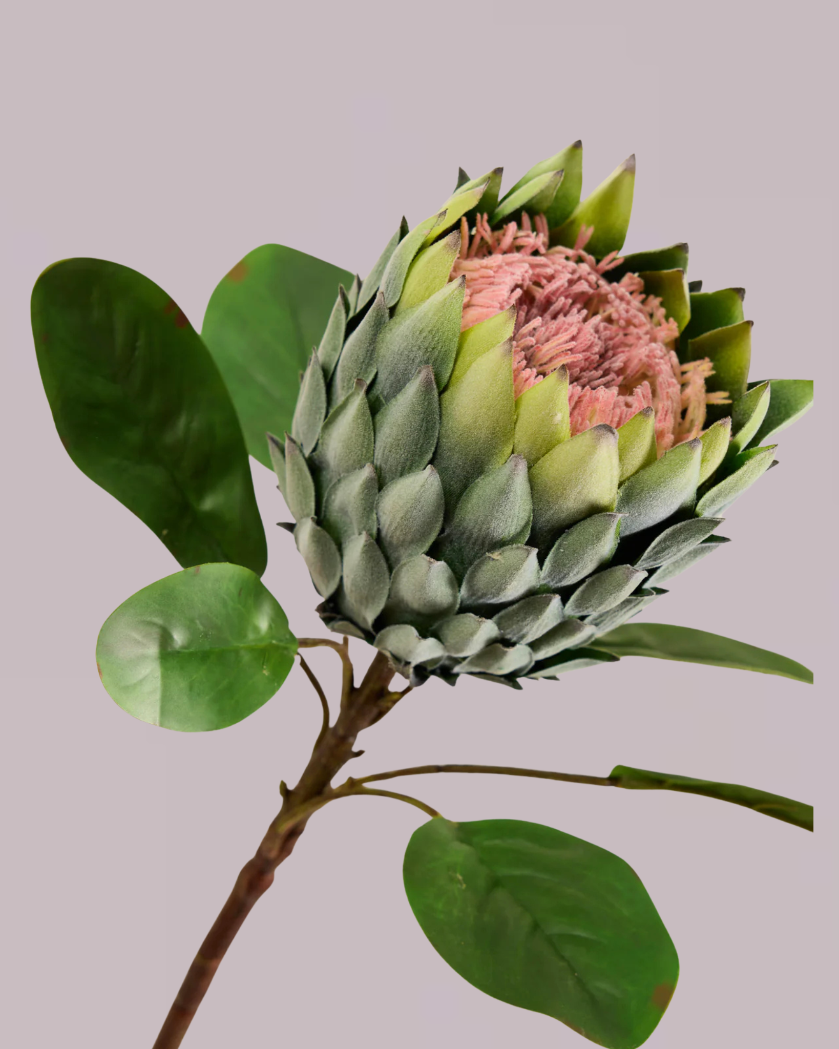 XL PROTEA