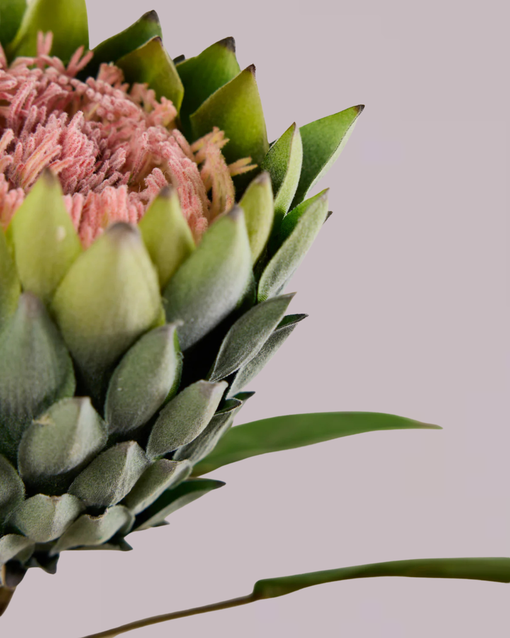 XL PROTEA