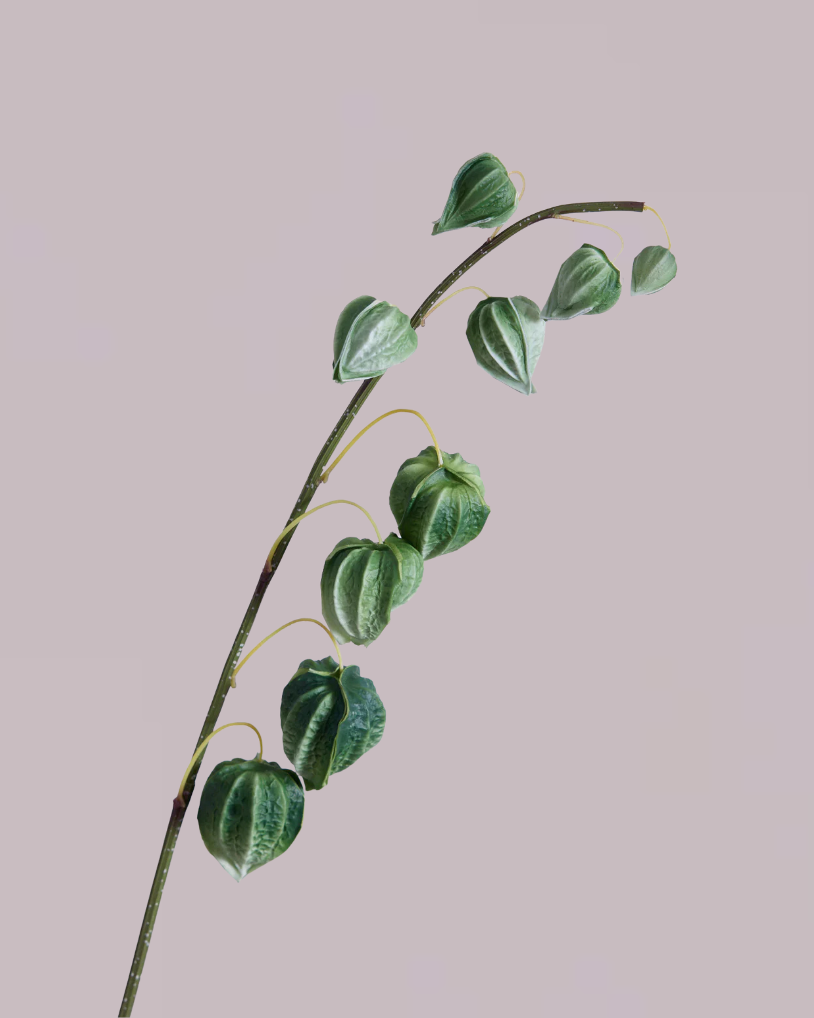 CHINESE LANTERN IN GREEN