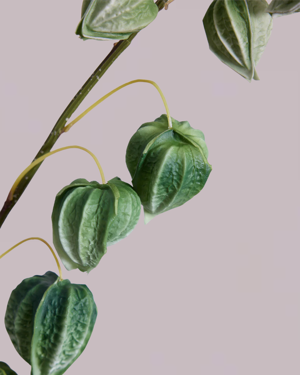 CHINESE LANTERN IN GREEN