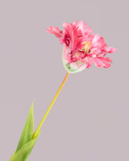 LARGE TULIP IN FUSCHIA