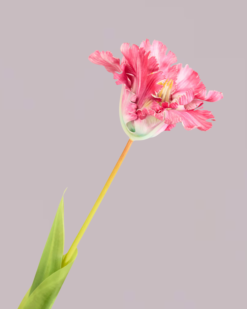 LARGE TULIP IN FUSCHIA