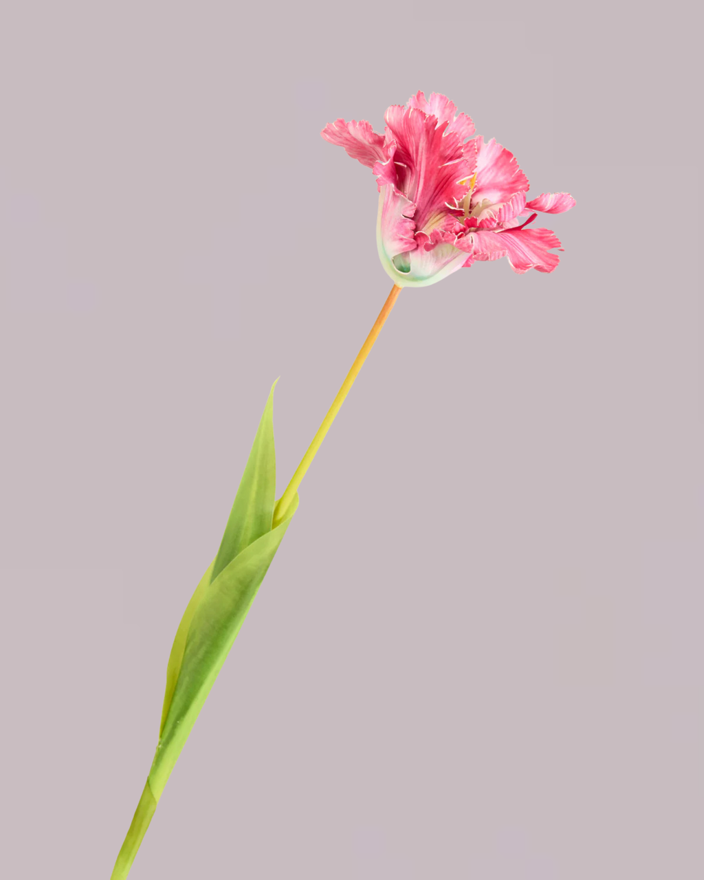 LARGE TULIP IN FUSCHIA