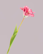 LARGE TULIP IN FUSCHIA