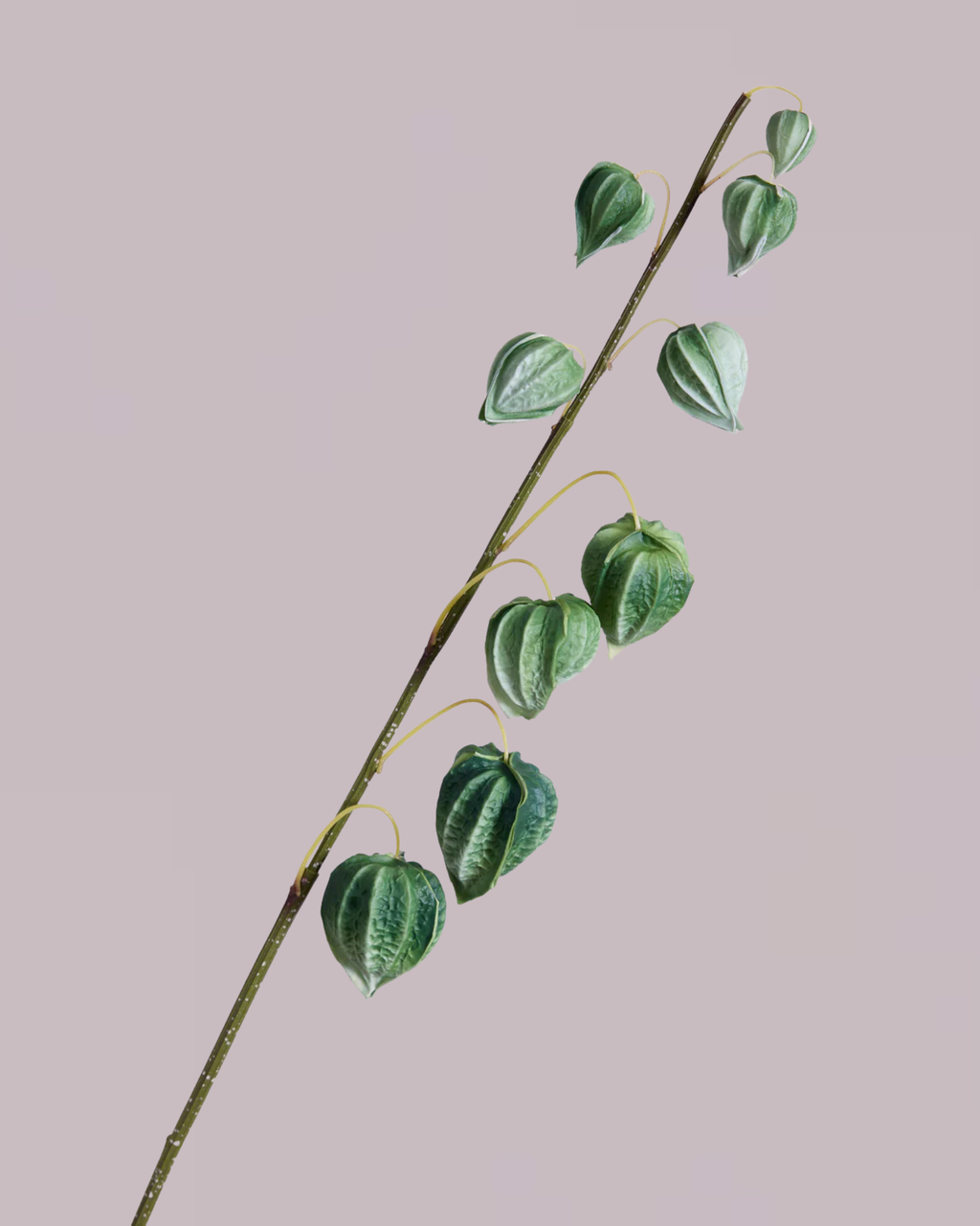 CHINESE LANTERN IN GREEN