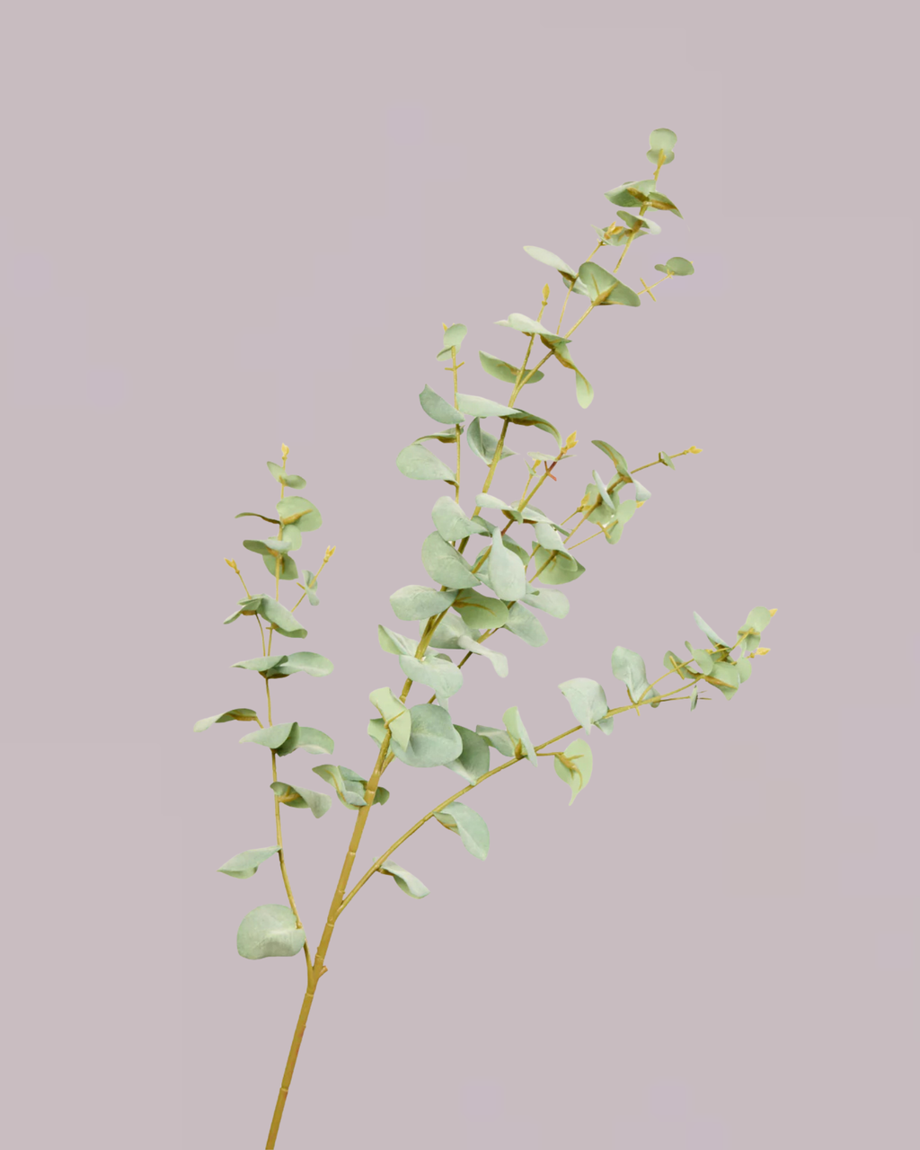 EUCALYPTUS IN LIGHT GREEN