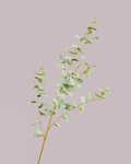 EUCALYPTUS IN LIGHT GREEN