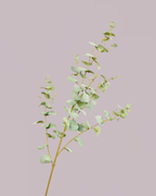EUCALYPTUS IN LIGHT GREEN