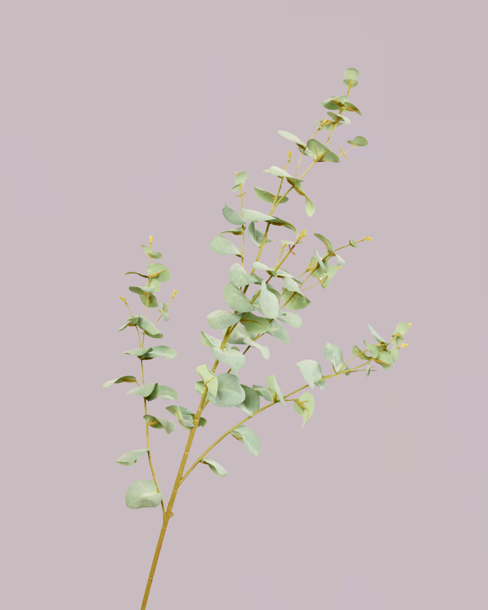 EUCALYPTUS IN LIGHT GREEN