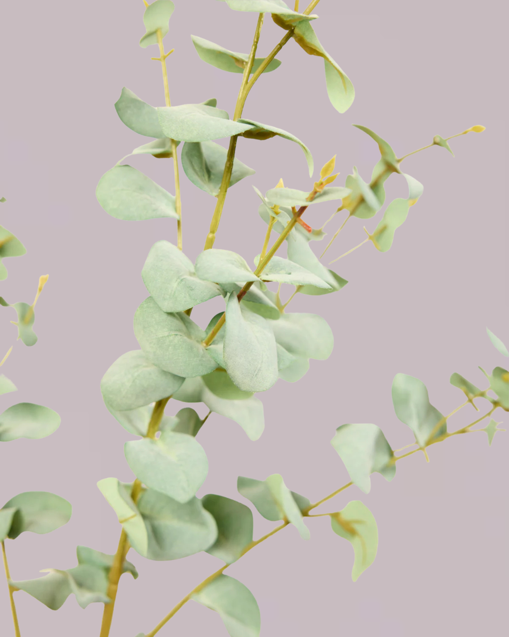 EUCALYPTUS IN LIGHT GREEN