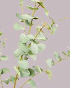 EUCALYPTUS IN LIGHT GREEN