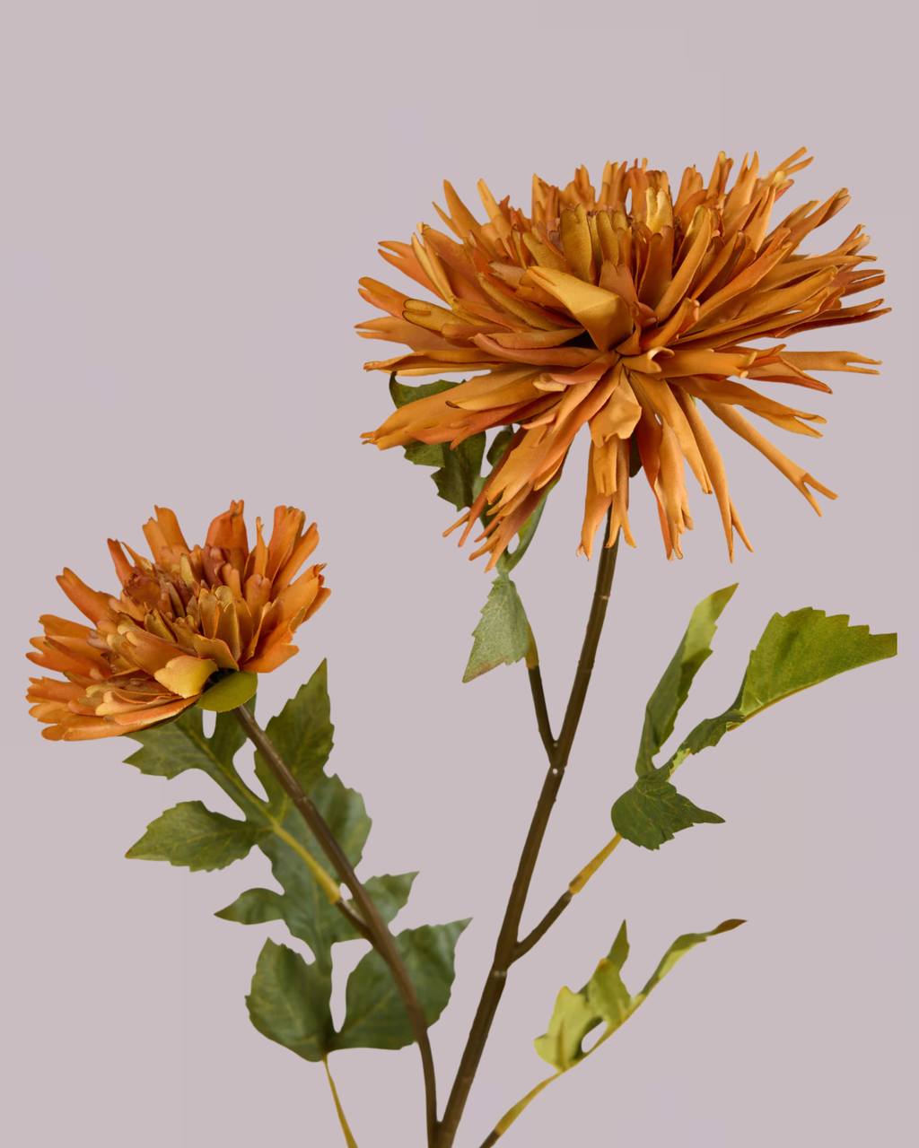 CHRYSANTHEMUM IN BURNT ORANGE