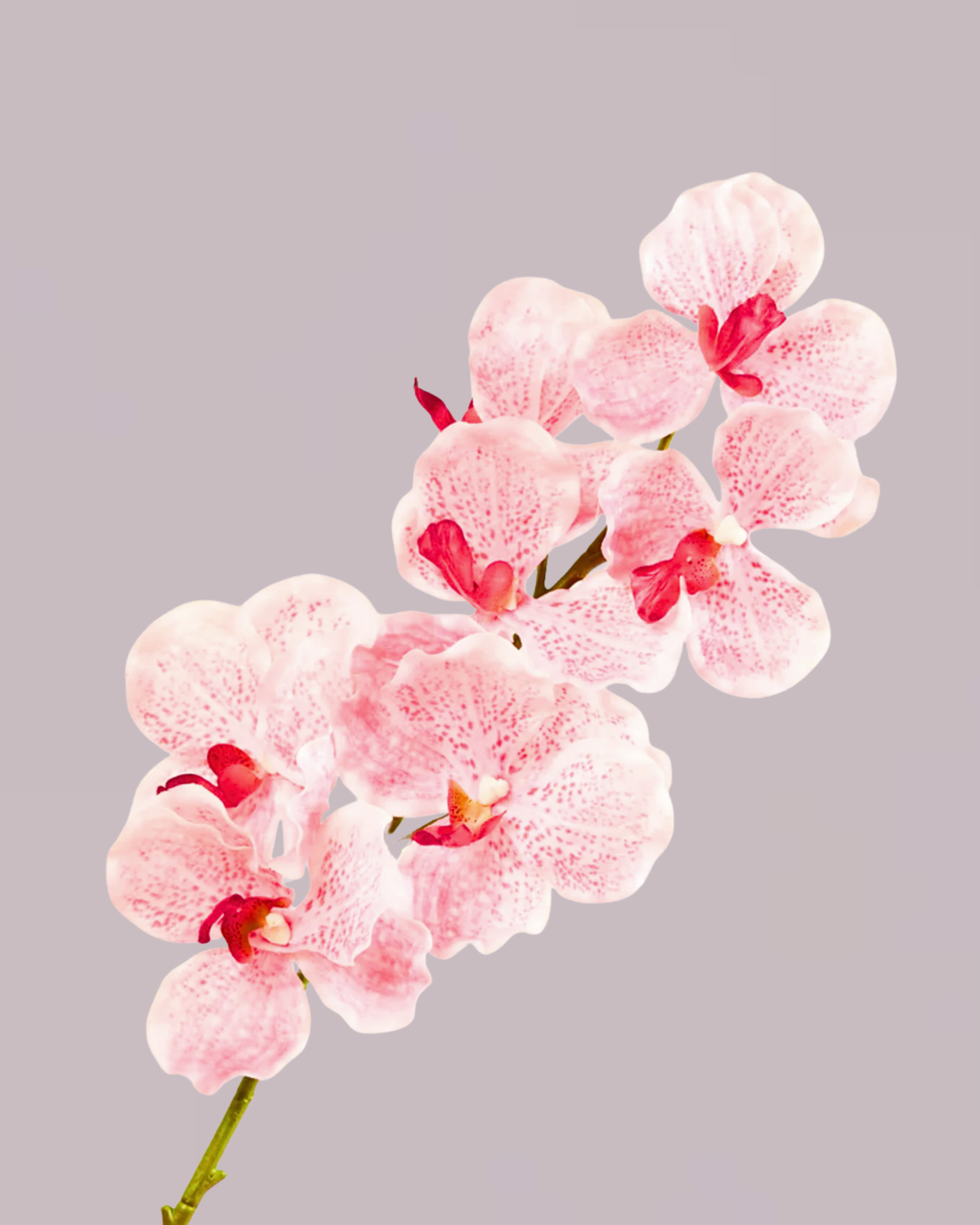 ABSOLUTE LUXURY REAL TOUCH ORCHIDS IN CANDY PINK
