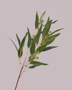 EUCALYPTUS SPRAY IN GREEN