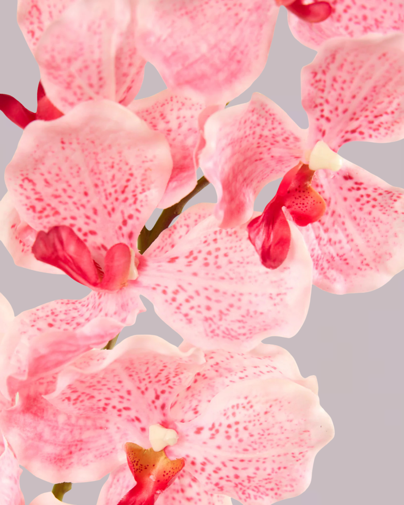 ABSOLUTE LUXURY REAL TOUCH ORCHIDS IN CANDY PINK