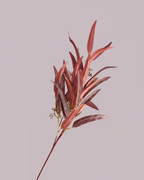 EUCALYPTUS SPRAY IN BURGUNDY