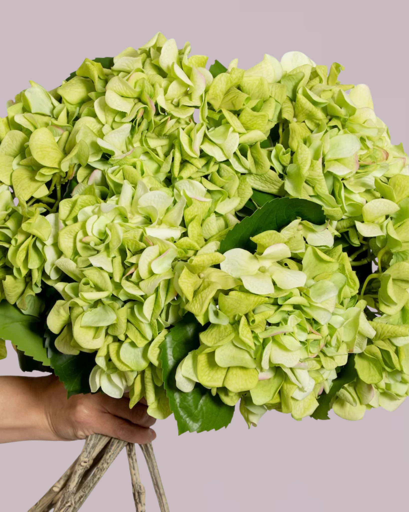 ABSOLUTE LUXURY REAL TOUCH HYDRANGEA IN GREEN
