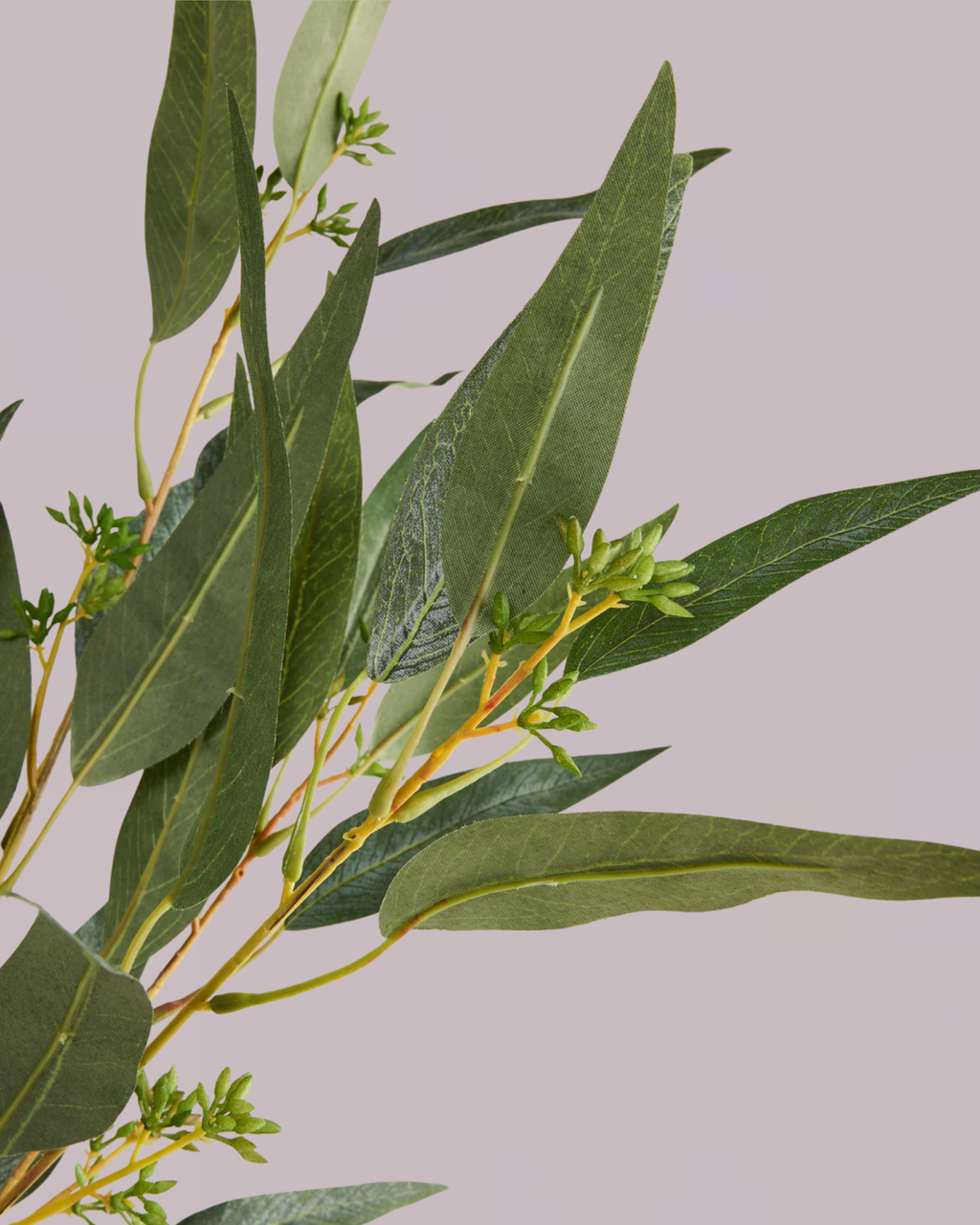 EUCALYPTUS SPRAY IN GREEN